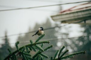 how the weather in Colorado affect your roofing structure