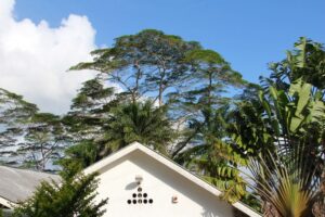 Summer Roof Maintenance