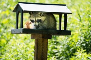 Protecting Your Roof From Raccoon Damage