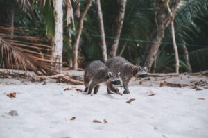 Hire a roofing company